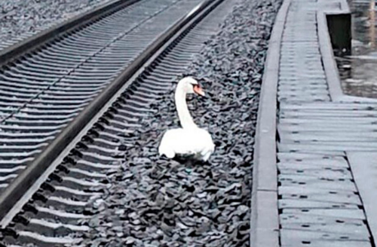 Cisne de luto faz com que os trens alemães parem por quase uma hora