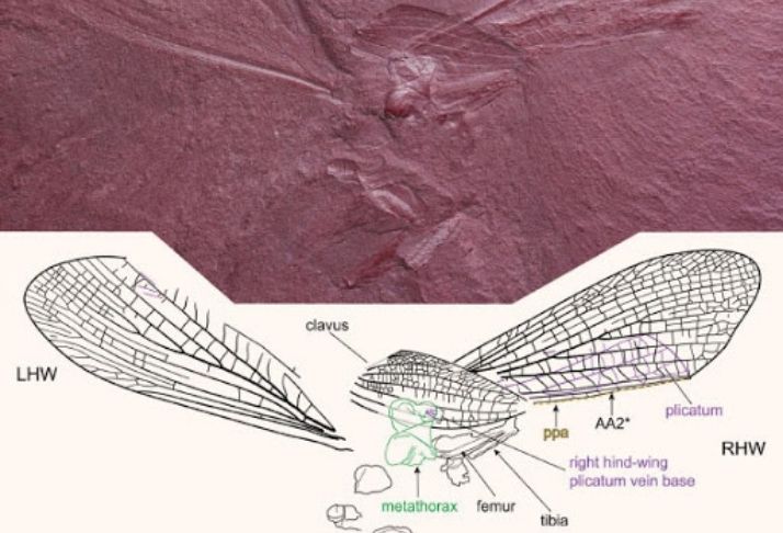 Escavação descobre uma espécie de  Louva-a-deus de 100 milhões de anos no Canadá