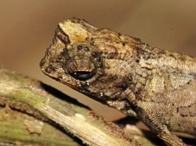 Camaleão minúsculo descoberto com genitais "surpreendentemente" grandes