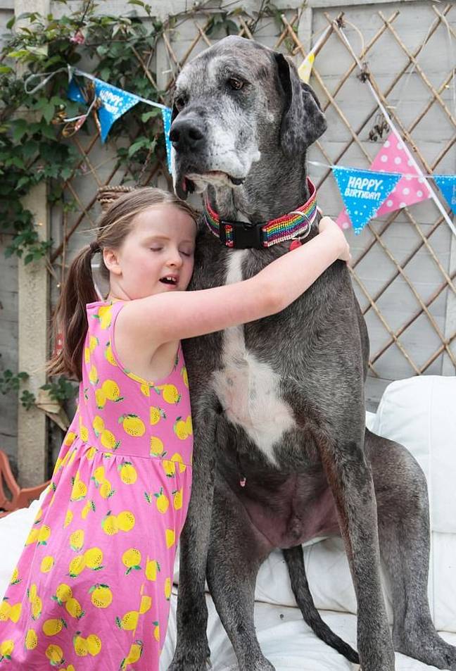 O cão mais alto do mundo, Freddy, morreu com 8 anos