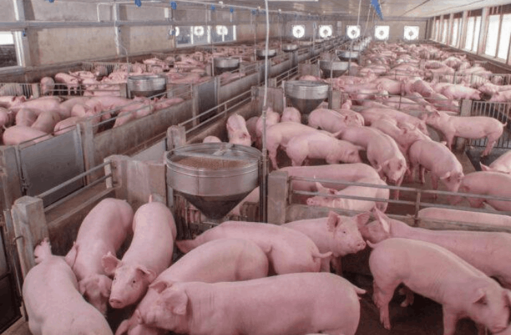 Hong Kong matará 3.000 porcos em meio a preocupações com a peste suína