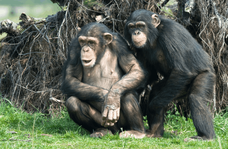 Os cientistas podem ter pistas para entender a doença misteriosa matando chimpanzés